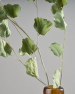 ［ドライフラワー］ユーカリ ポポラス