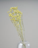 ［ドライフラワー］宿根スターチス