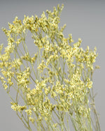 ［ドライフラワー］宿根スターチス