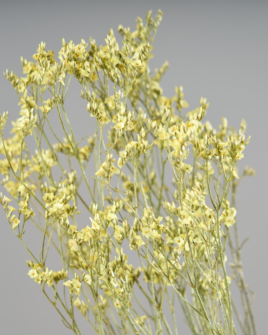 ［ドライフラワー］宿根スターチス