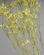 ［ドライフラワー］宿根スターチス