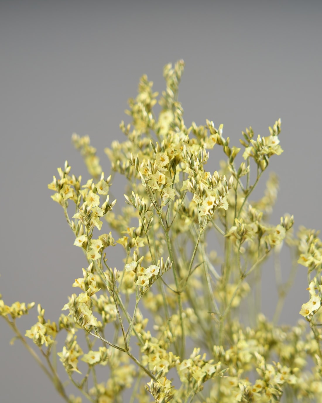 ［ドライフラワー］宿根スターチス