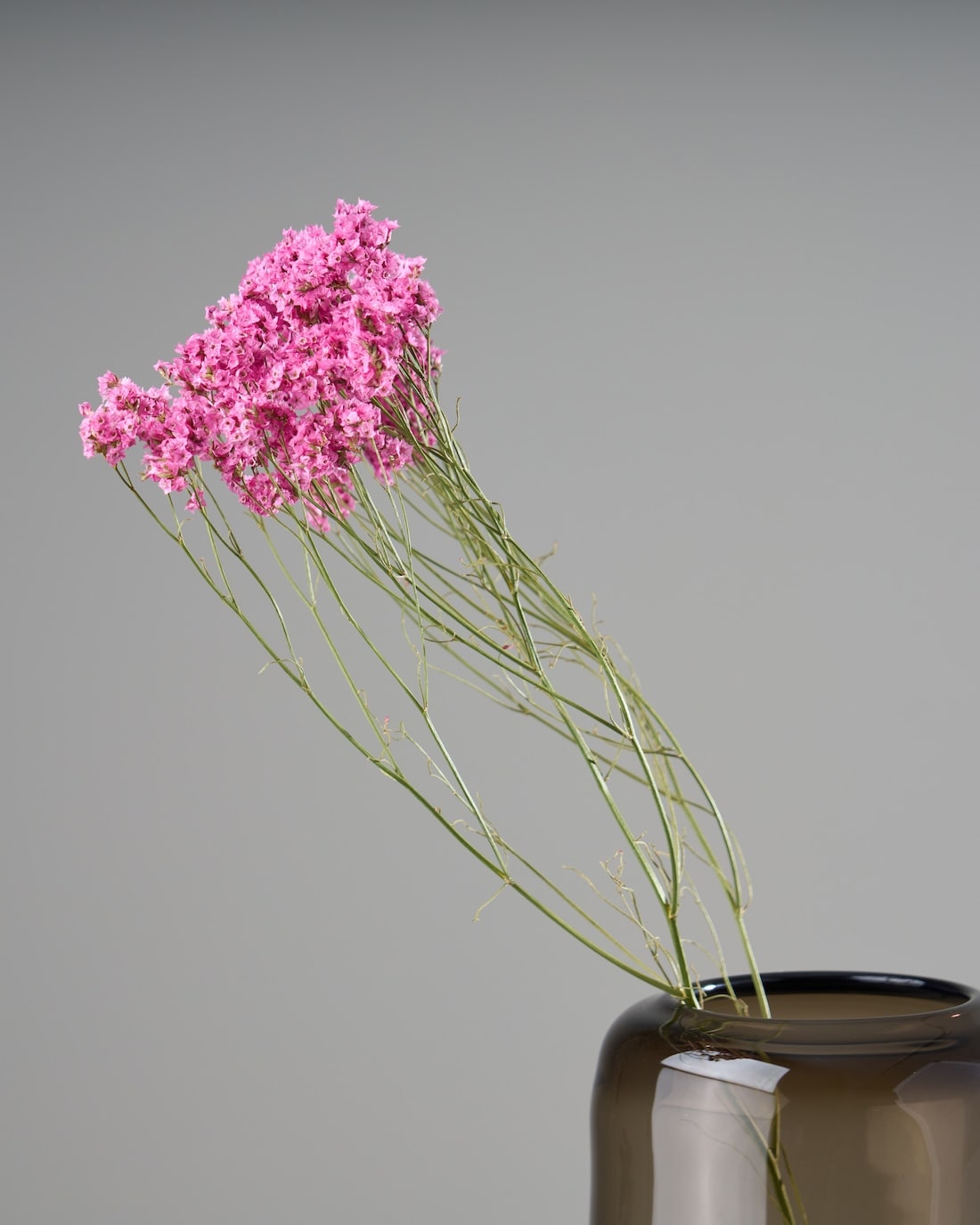 ［ドライフラワー］宿根スターチス