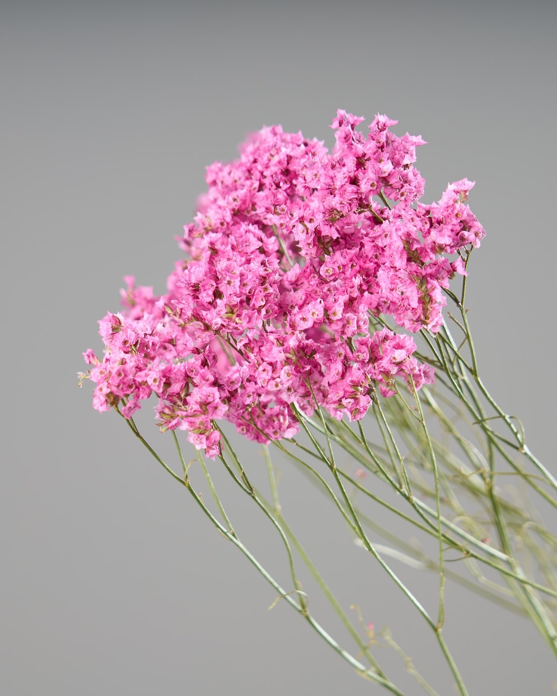 ［ドライフラワー］宿根スターチス