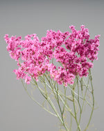 ［ドライフラワー］宿根スターチス