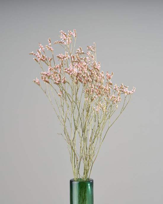 ［ドライフラワー］宿根スターチス