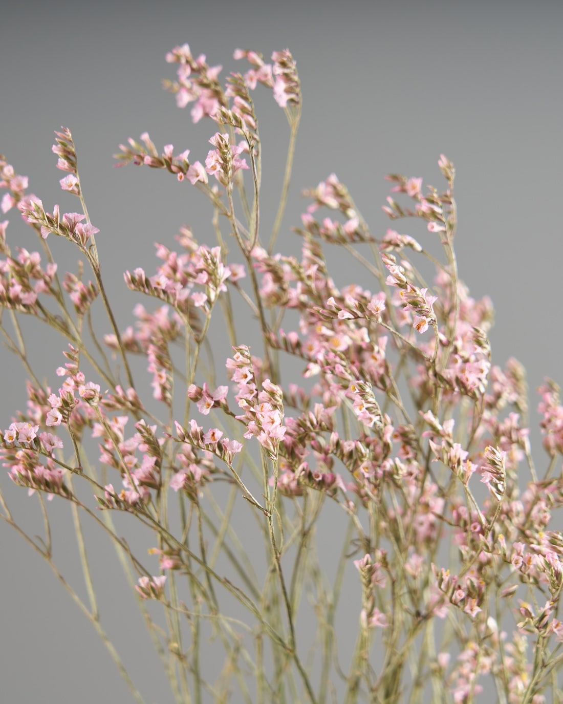 ［ドライフラワー］宿根スターチス