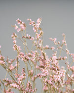 ［ドライフラワー］宿根スターチス