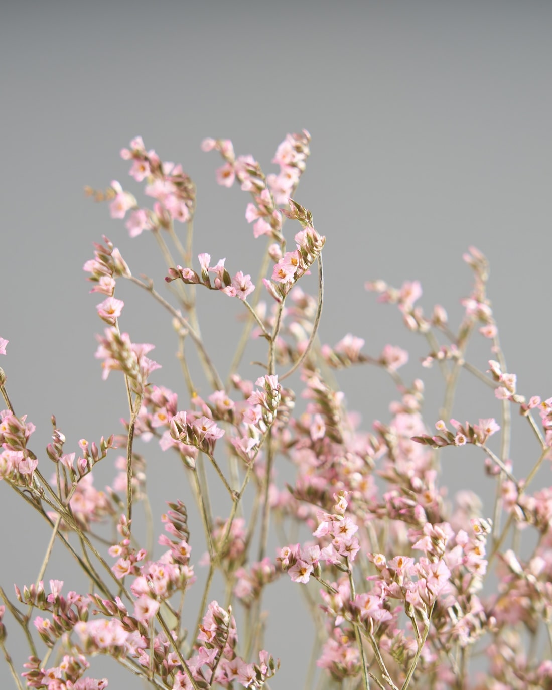 ［ドライフラワー］宿根スターチス