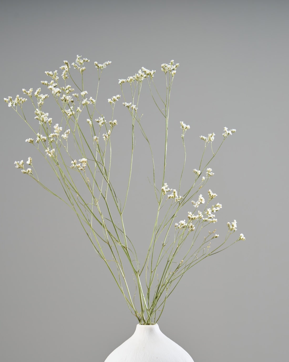 ［ドライフラワー］宿根スターチス