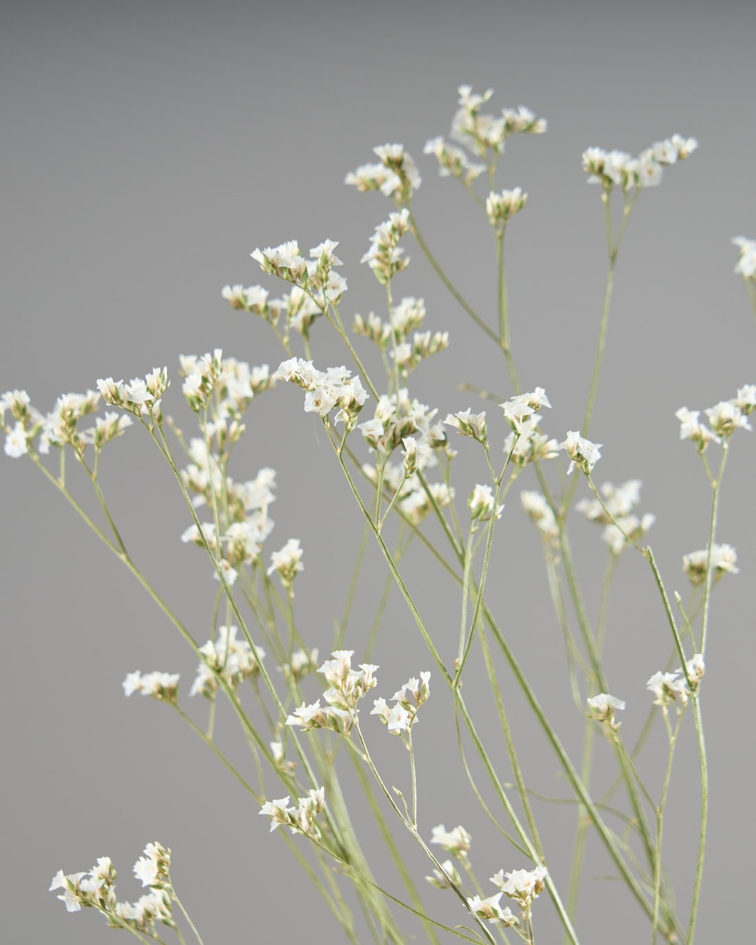 ［ドライフラワー］宿根スターチス