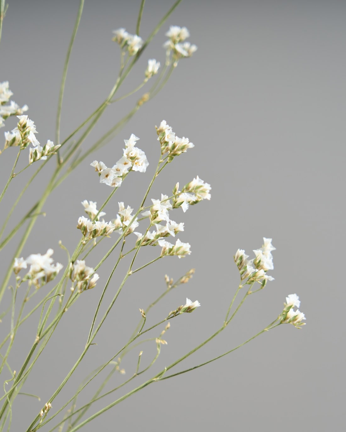 ［ドライフラワー］宿根スターチス