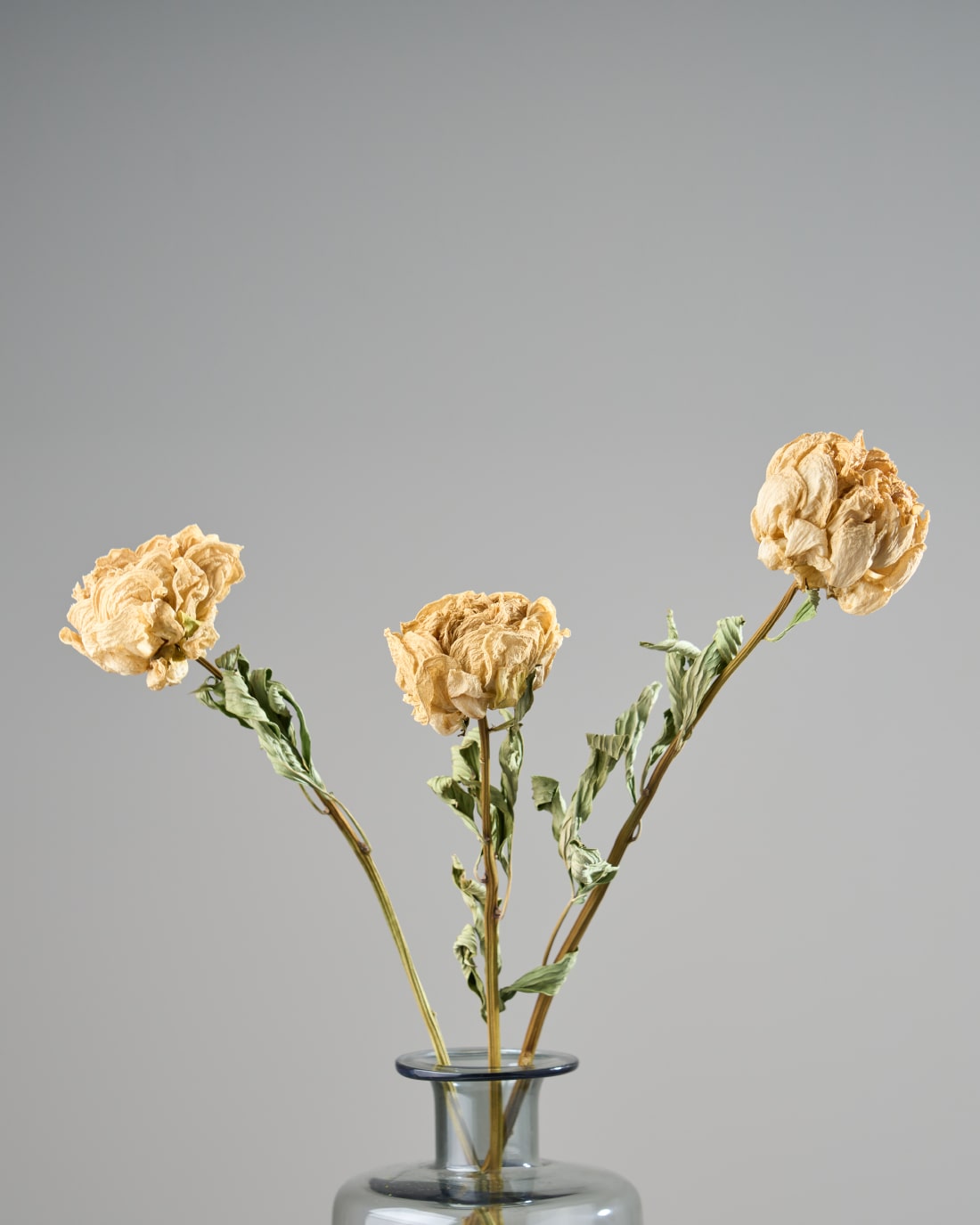 ［ドライフラワー］芍薬