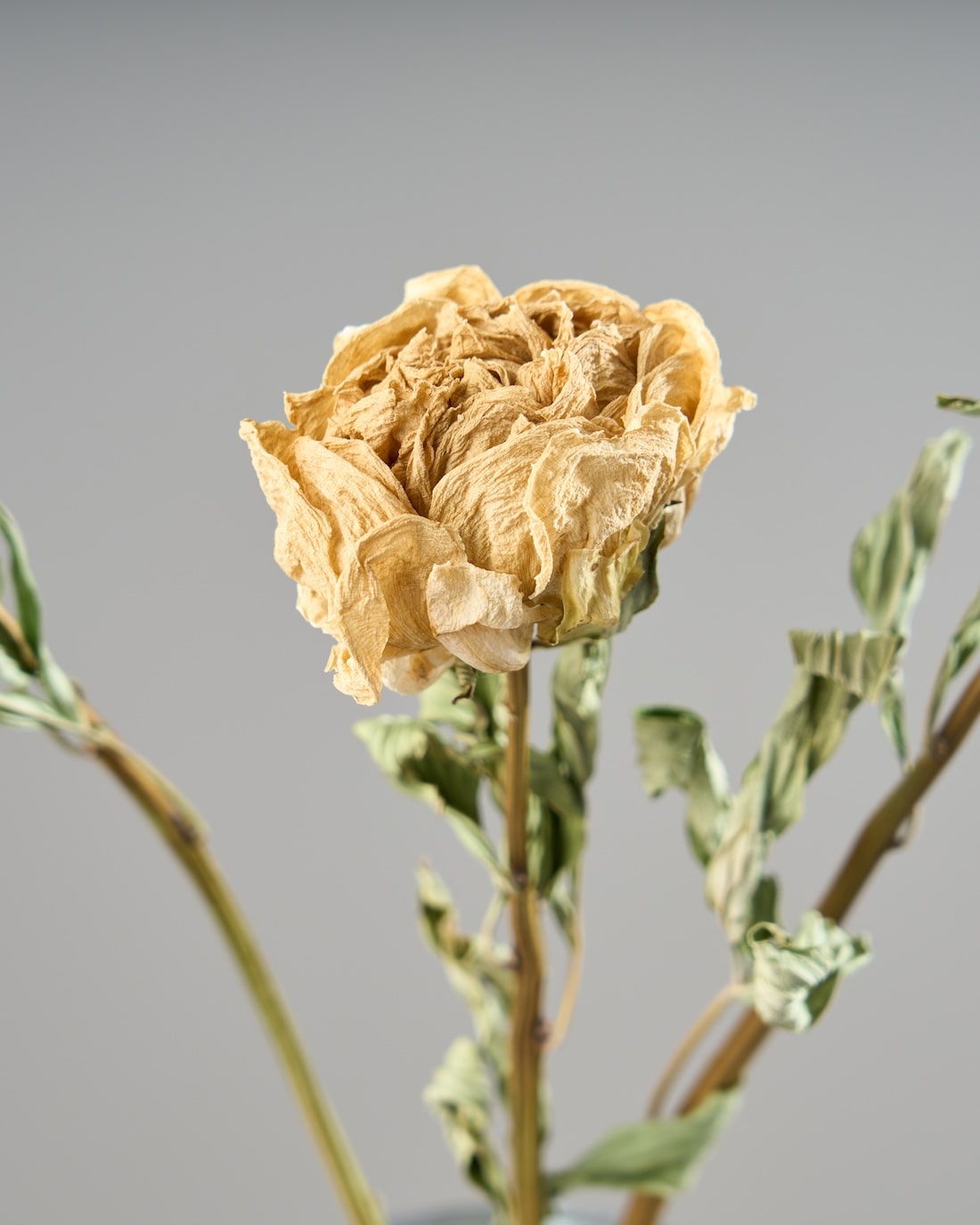 ［ドライフラワー］芍薬