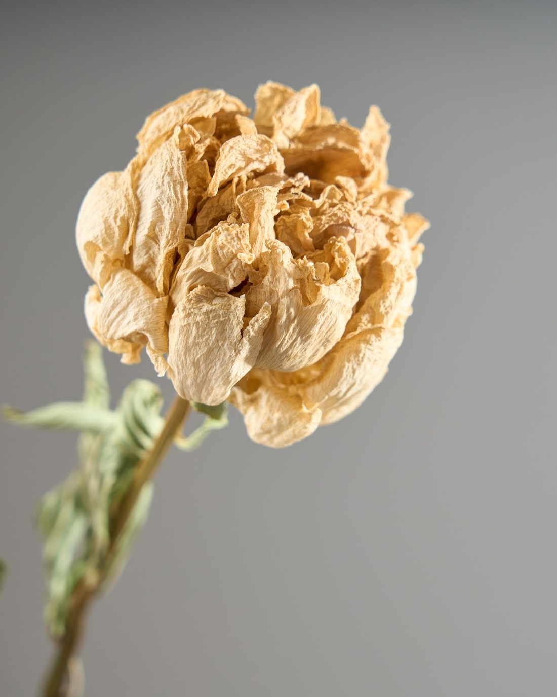 ［ドライフラワー］芍薬