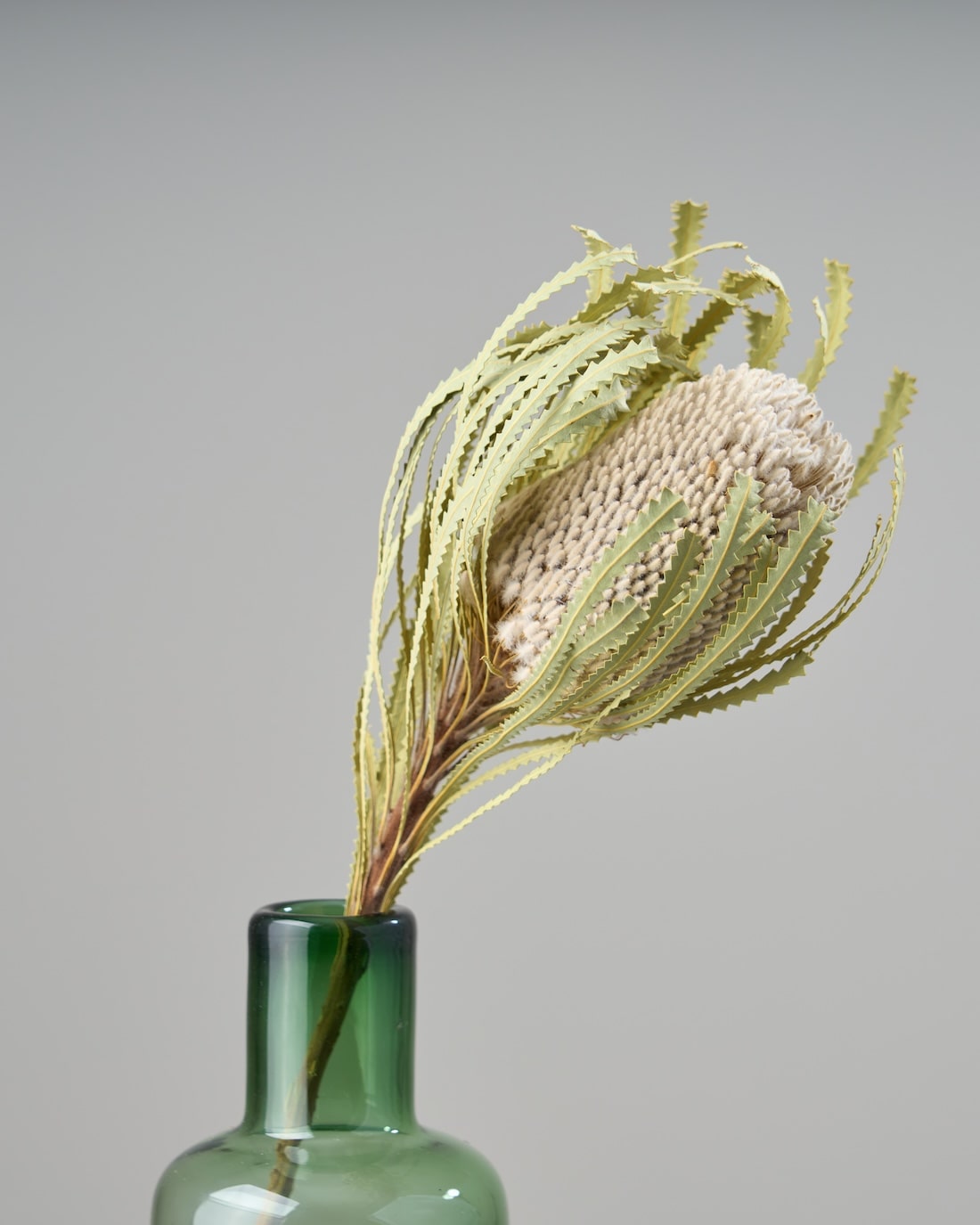 7本　バンクシア　フーケリアーナ バンクシア フーケリアーナ - 世界の花屋 フラワーギフト