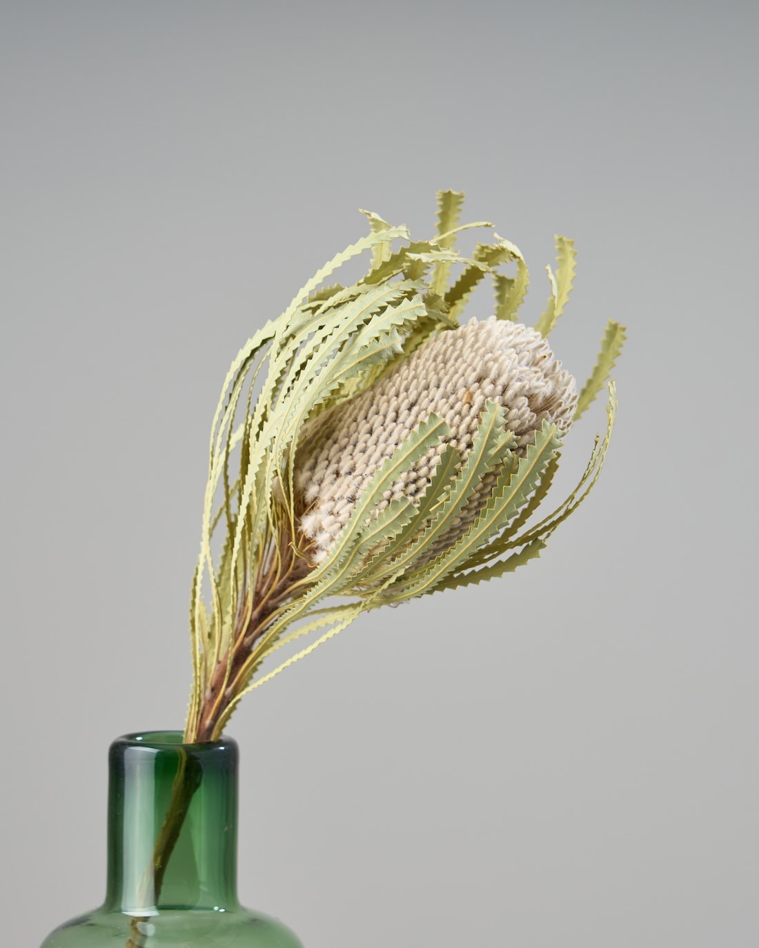 ［ドライフラワー］バンクシア フーケリアーナ