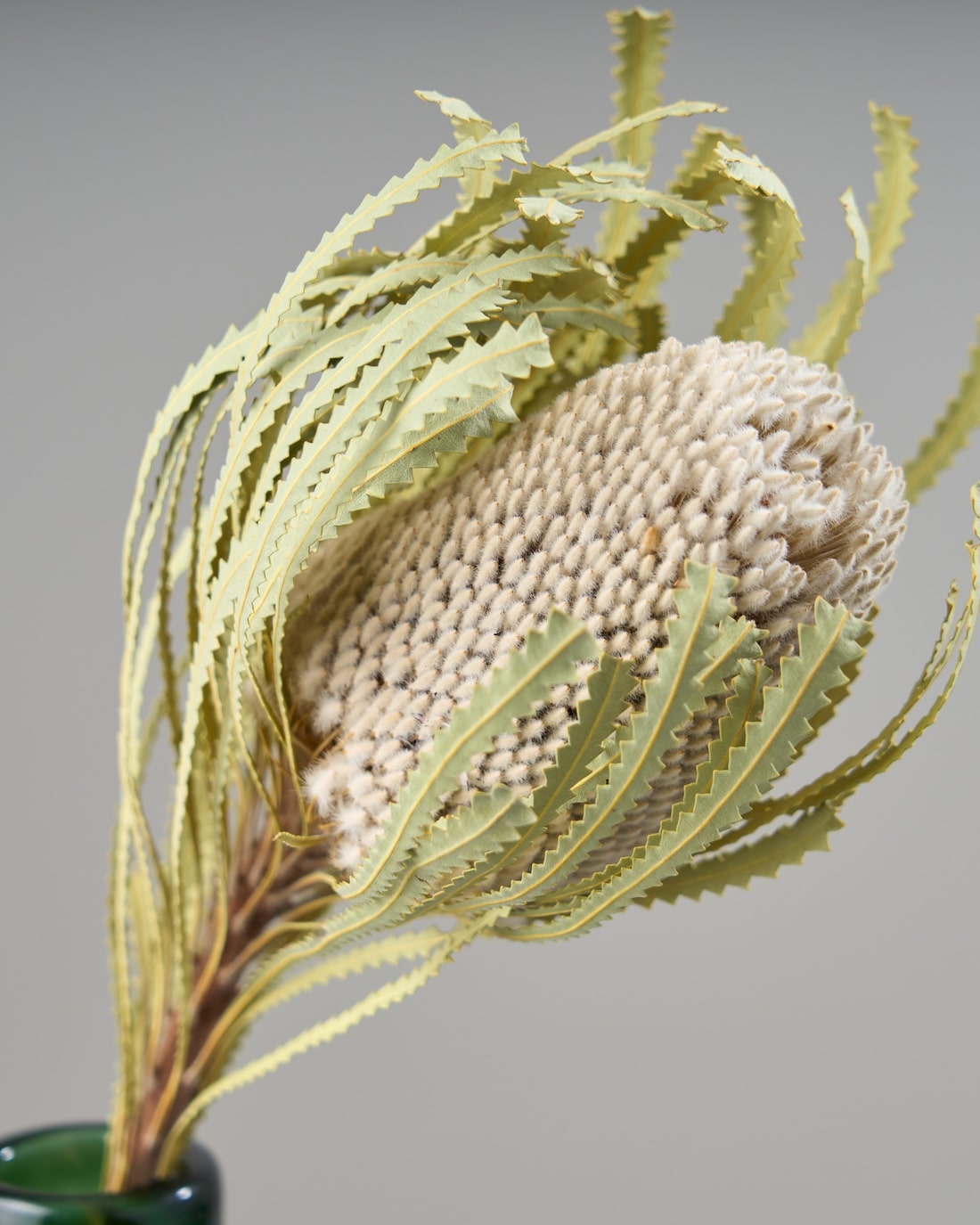 ［ドライフラワー］バンクシア フーケリアーナ