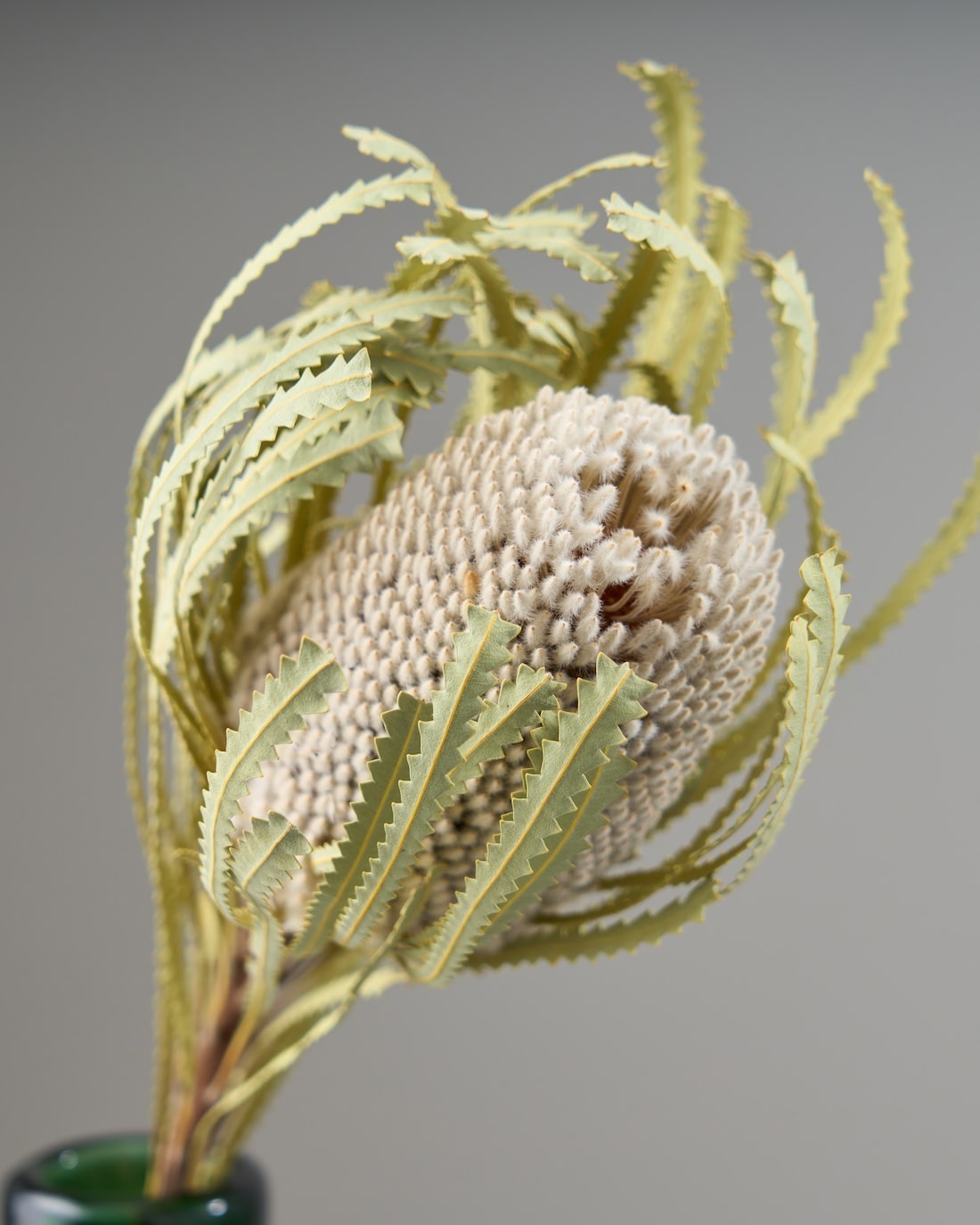 ［ドライフラワー］バンクシア フーケリアーナ