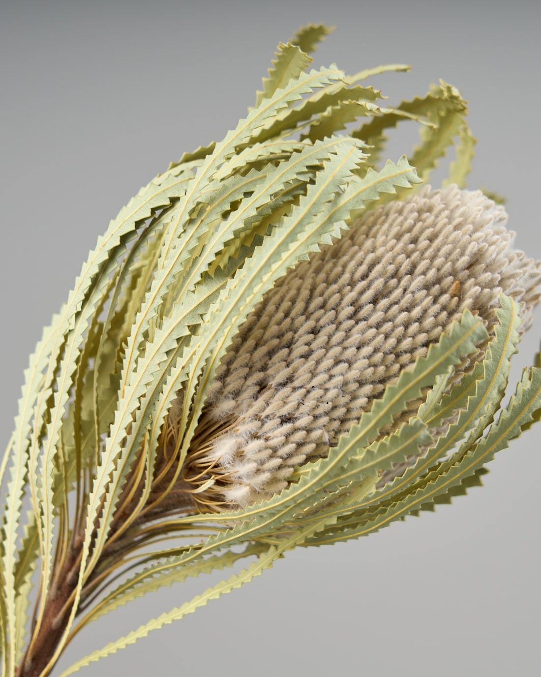 ［ドライフラワー］バンクシア フーケリアーナ