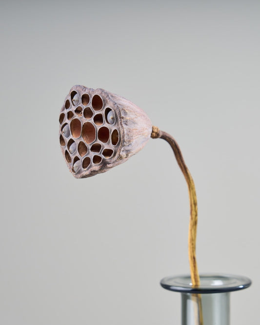 ［ドライフラワー］蓮