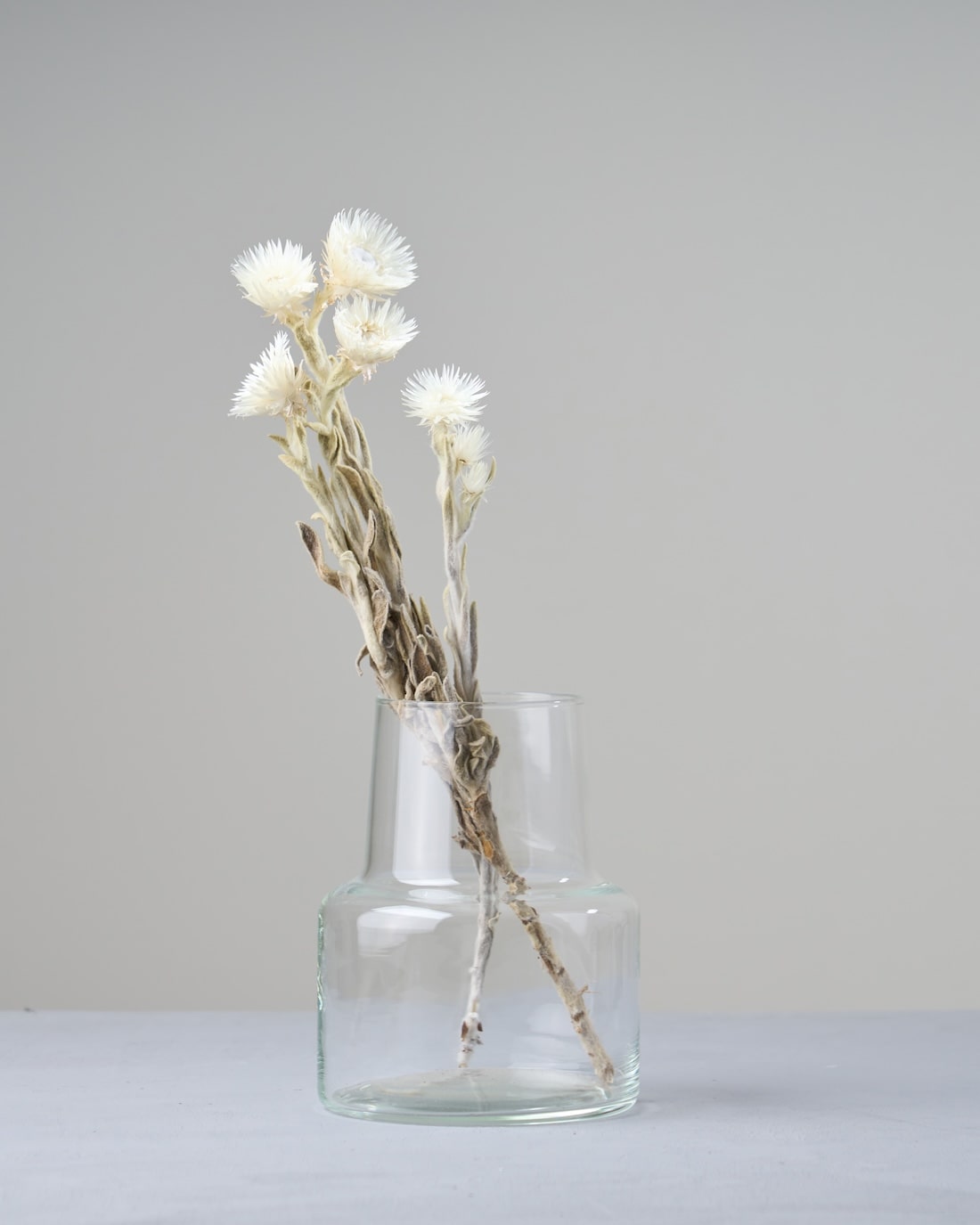 ［ドライフラワー］シルバーデージー