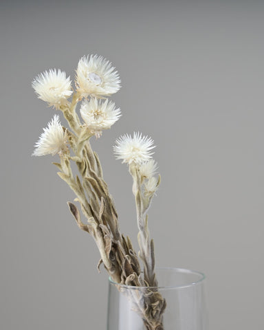 ドライフラワー］シルバーデージー商品ページ - 土と風の植物園