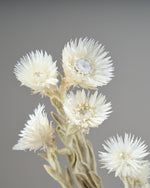 ［ドライフラワー］シルバーデージー