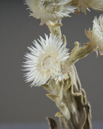 ［ドライフラワー］シルバーデージー