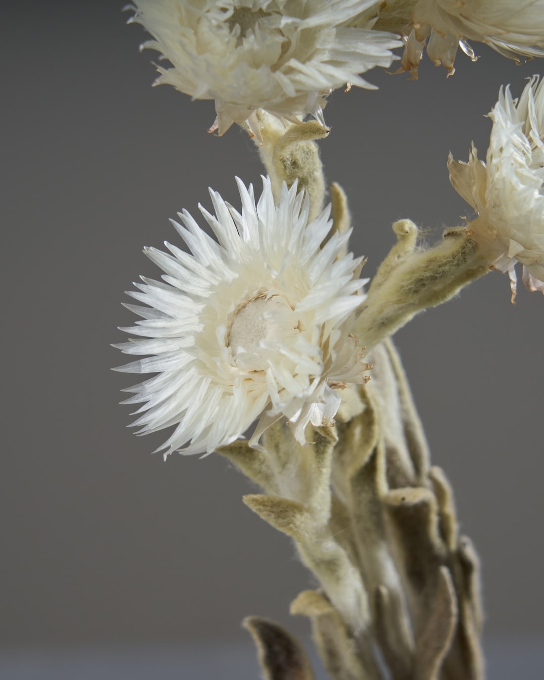 ［ドライフラワー］シルバーデージー