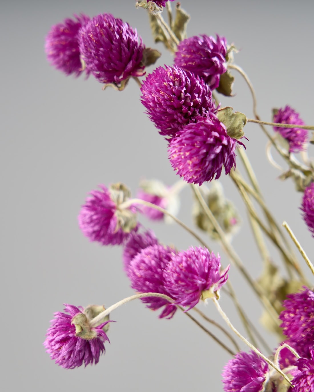 ドライフラワー　確認用1 ドライフラワー］千日紅商品ページ - 土と風の植物園