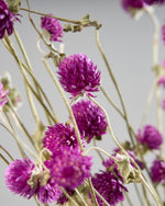 ［ドライフラワー］千日紅