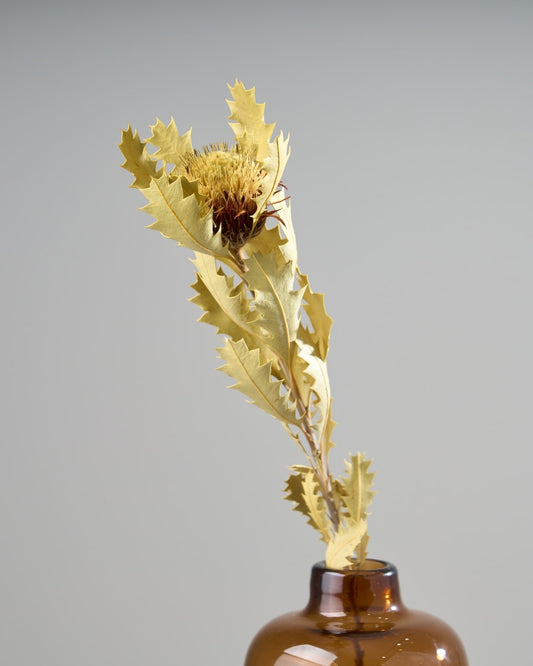 ［ドライフラワー］ドライアンドラ クエキフォリア