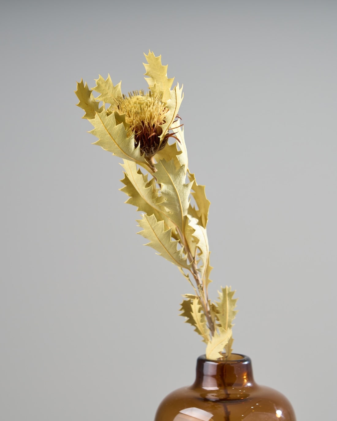 専用＊クエキフォリア&ドイツトウヒ　ドライフラワーリース 専用＊クエキフォリア&ドイツトウヒ ドライフラワーリース