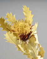 ［ドライフラワー］ドライアンドラ クエキフォリア