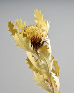 ［ドライフラワー］ドライアンドラ クエキフォリア