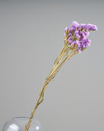 ［ドライフラワー］スターチス シヌアータ