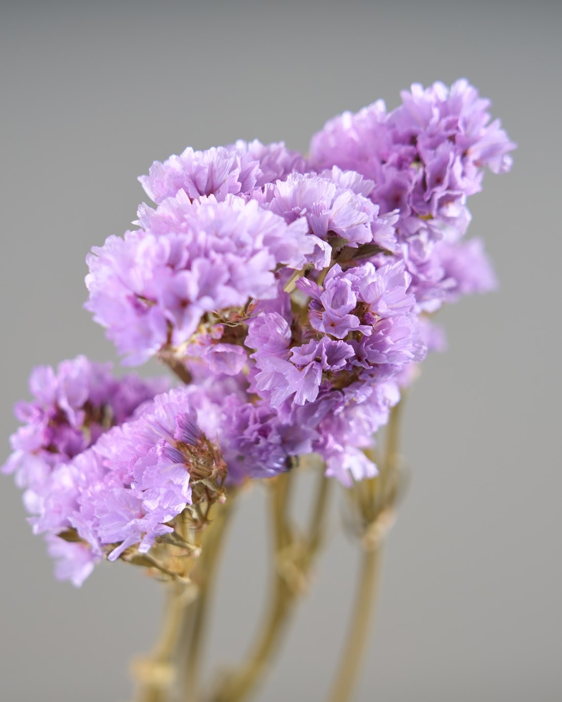 ［ドライフラワー］スターチス シヌアータ