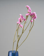 ［ドライフラワー］スターチス シヌアータ