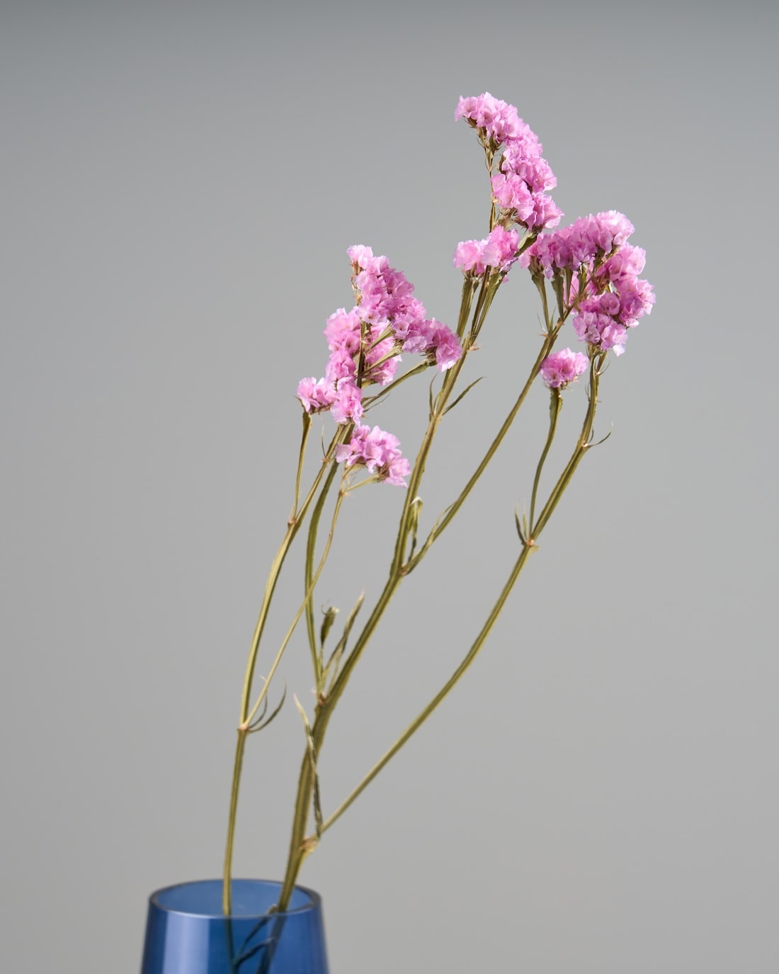 ［ドライフラワー］スターチス シヌアータ