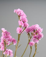 ［ドライフラワー］スターチス シヌアータ