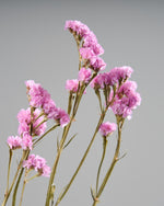 ［ドライフラワー］スターチス シヌアータ