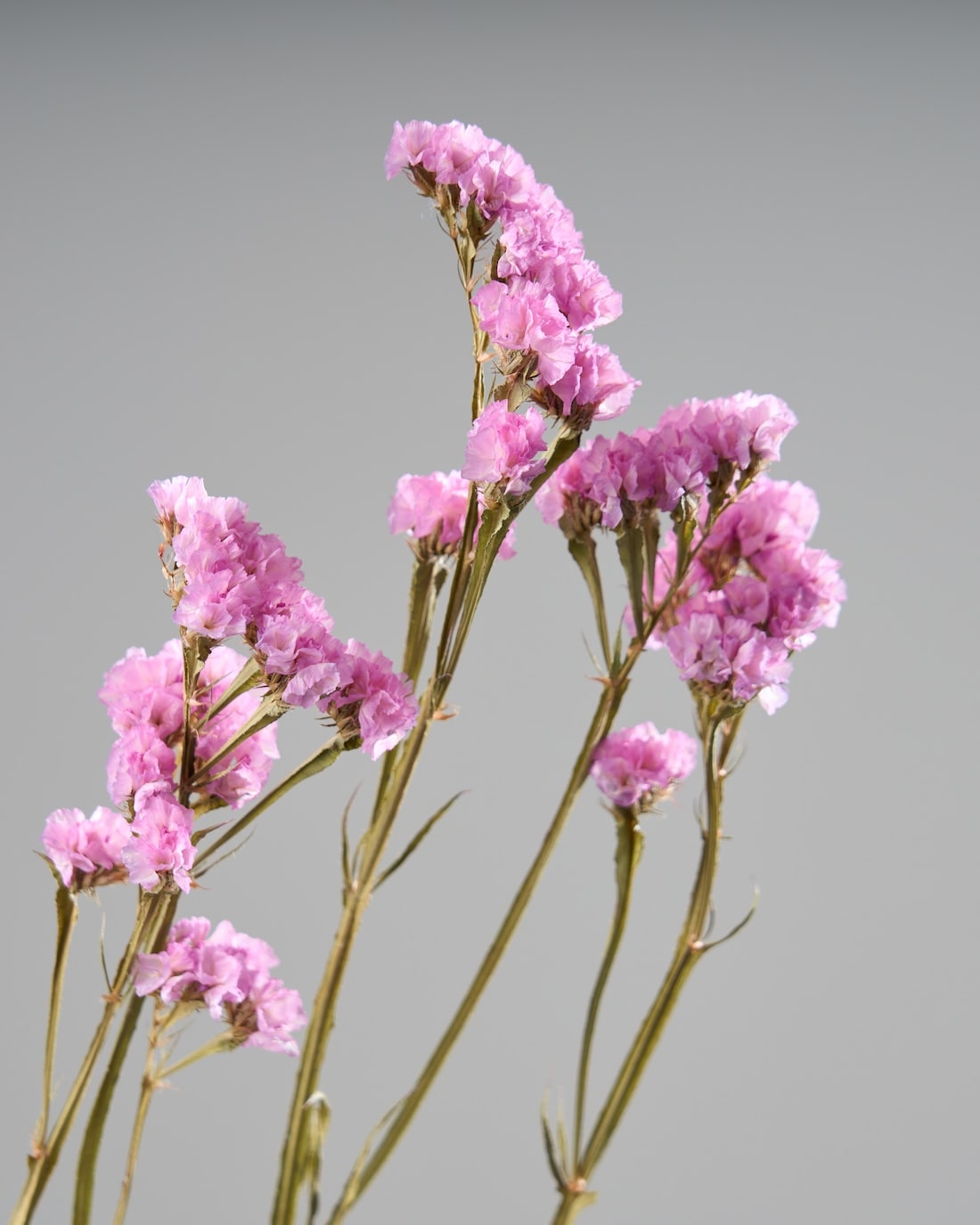 ［ドライフラワー］スターチス シヌアータ