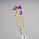 ［ドライフラワー］スターチス シヌアータ