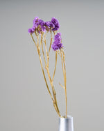 ［ドライフラワー］スターチス シヌアータ
