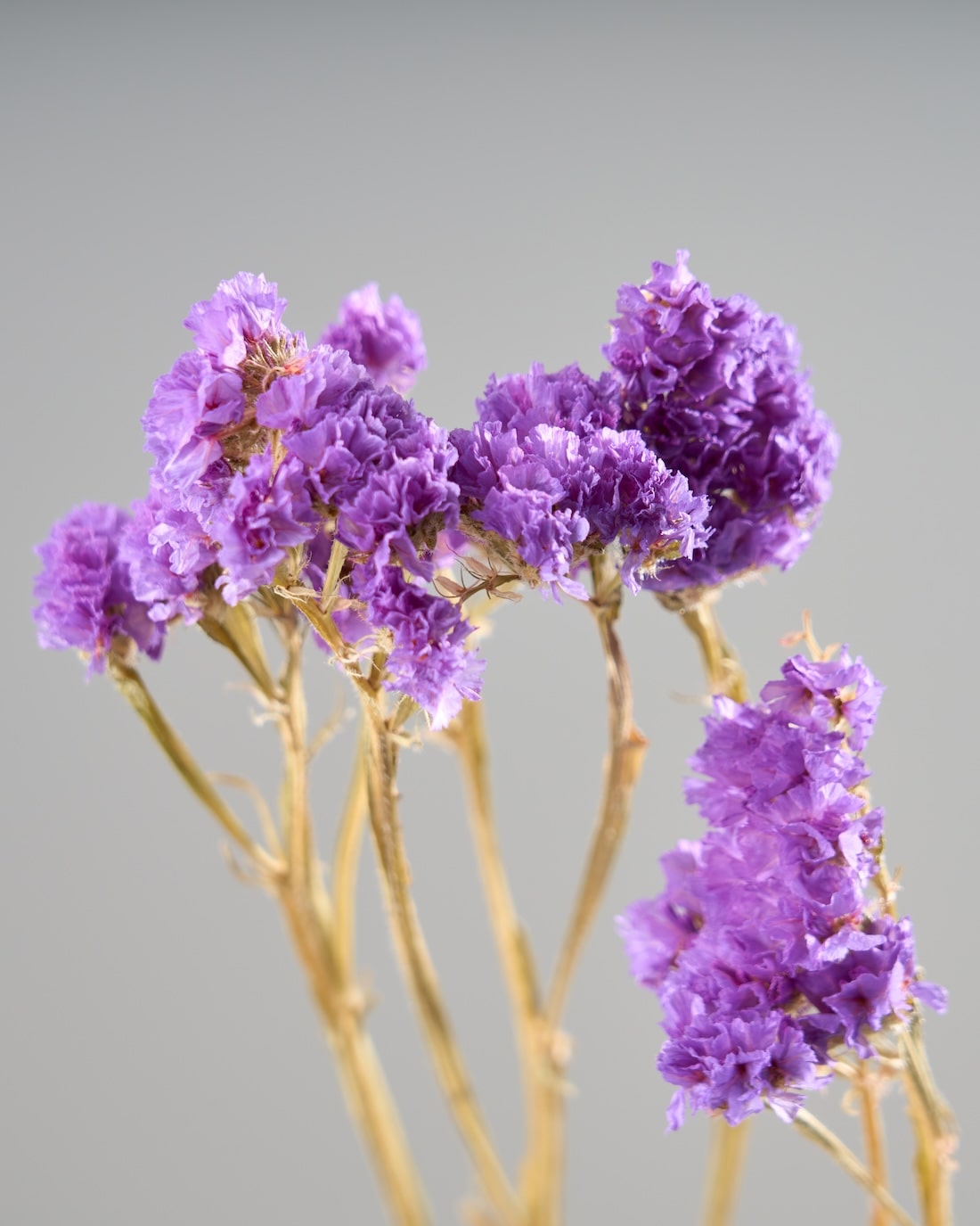 ［ドライフラワー］スターチス シヌアータ