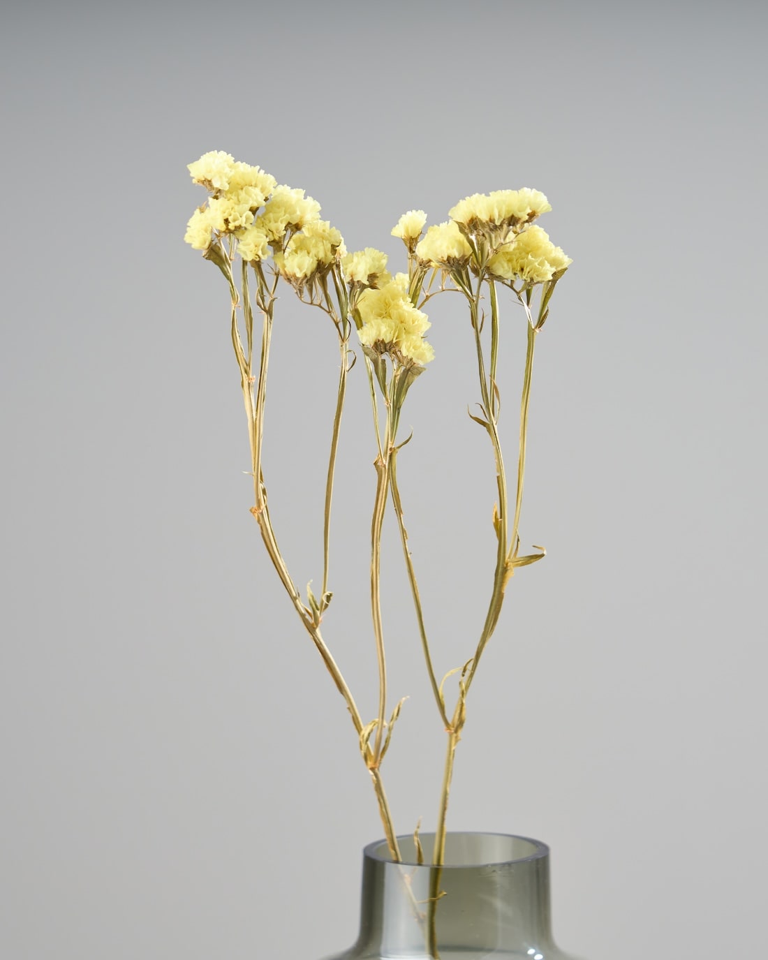 スターチス 通販｜ドライフラワー・スワッグ専門店 土と風の植物園