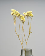 ［ドライフラワー］スターチス シヌアータ