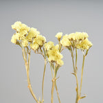 ［ドライフラワー］スターチス シヌアータ