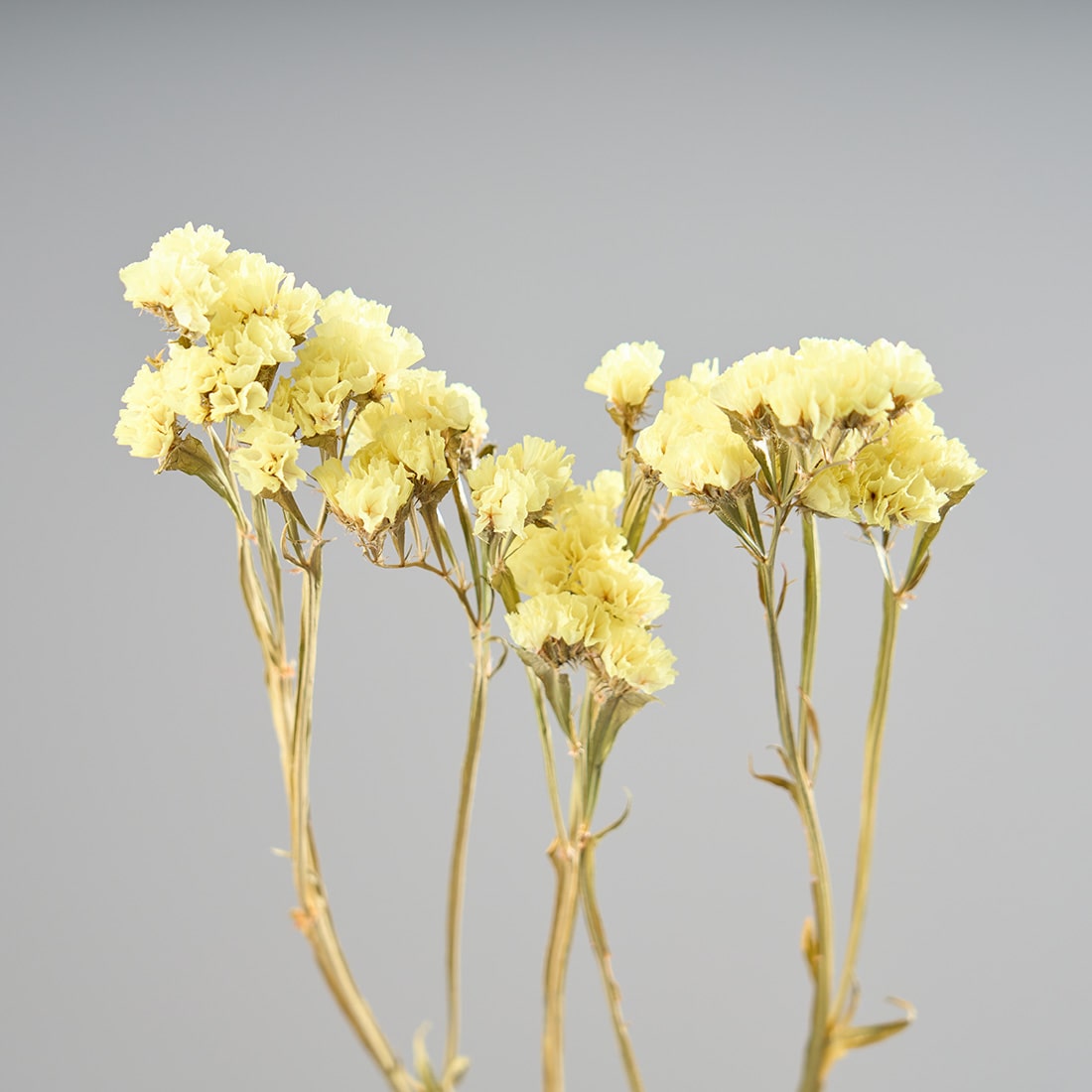 ［ドライフラワー］スターチス シヌアータ